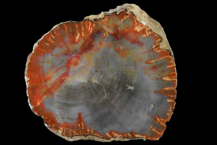 Polished Petrified Wood (Araucarioxylon) Slab - Arizona #141274